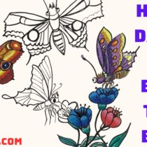 Hướng dẫn vẽ con bướm